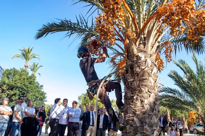 La UMH analiza 3.000 palmeras para buscar un nuevo futuro comercial al dátil de Elche