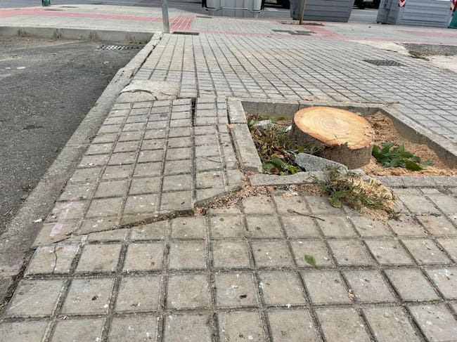 Margalló localiza 1.230 alcorques con deficiencias en Elche y llevará el mapa al Ayuntamiento