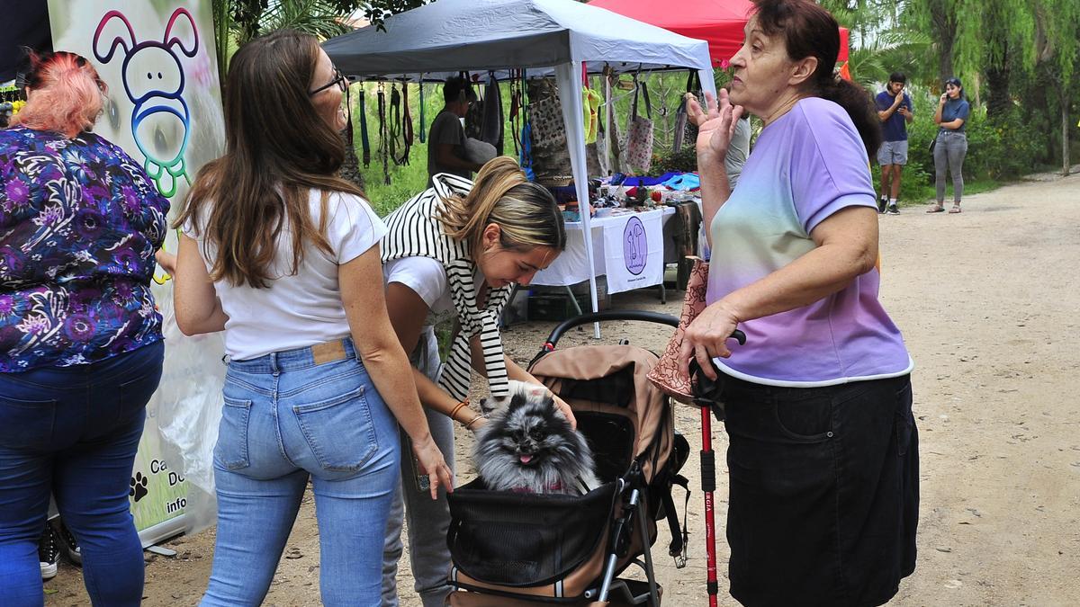 Elche aplaza la Feria de la Adopción al 24 y 25 de octubre ante la previsión de lluvias