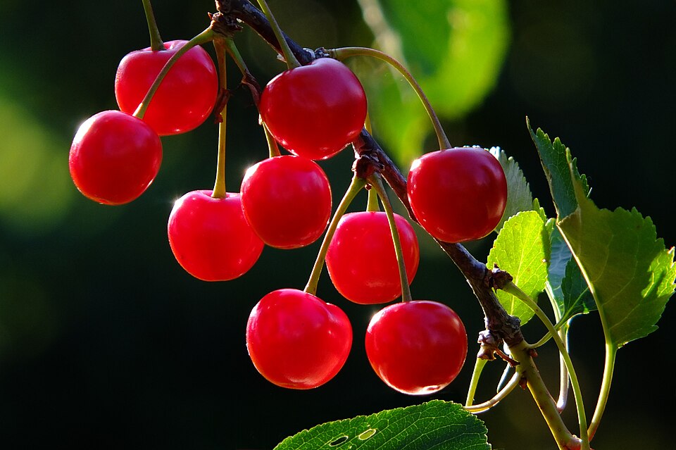 Un trabajo premiado de la UMH revela qué calibres de cereza pueden no cubrir los costes de producción