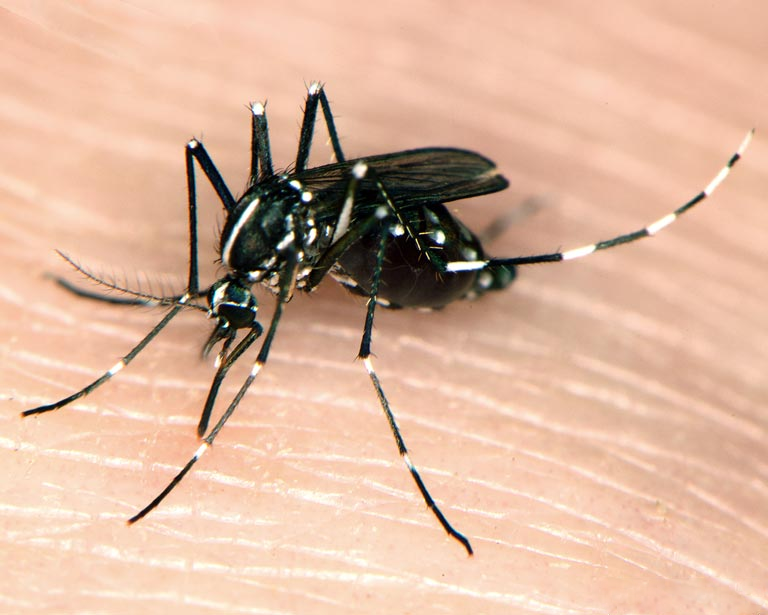 Alicante refuerza el control de mosquitos tras las lluvias y pide evitar agua estancada antes de Todos los Santos