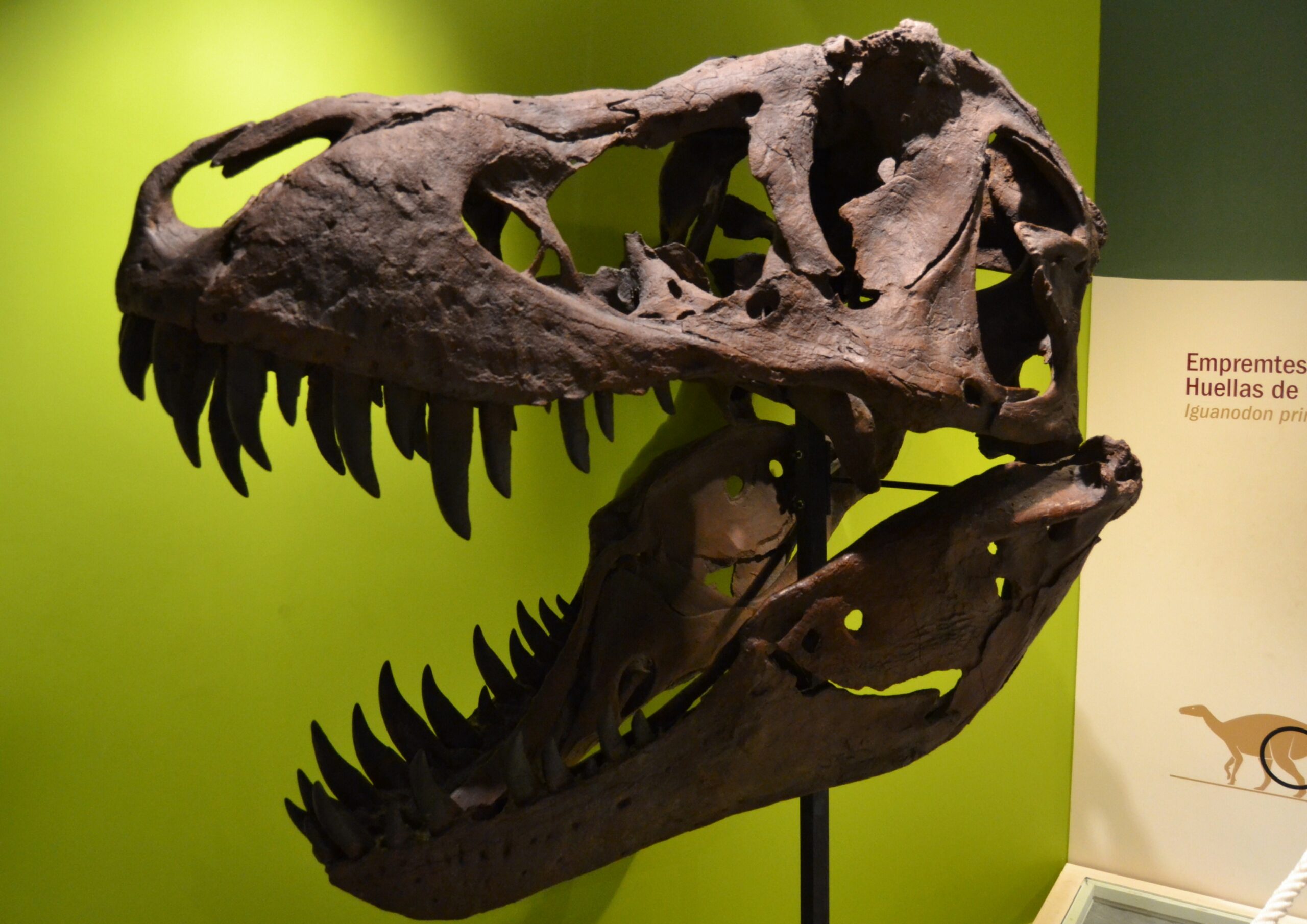 DinoHalloween regresa al Museo Paleontológico de Elche el 30 de octubre con talleres infantiles por dos euros