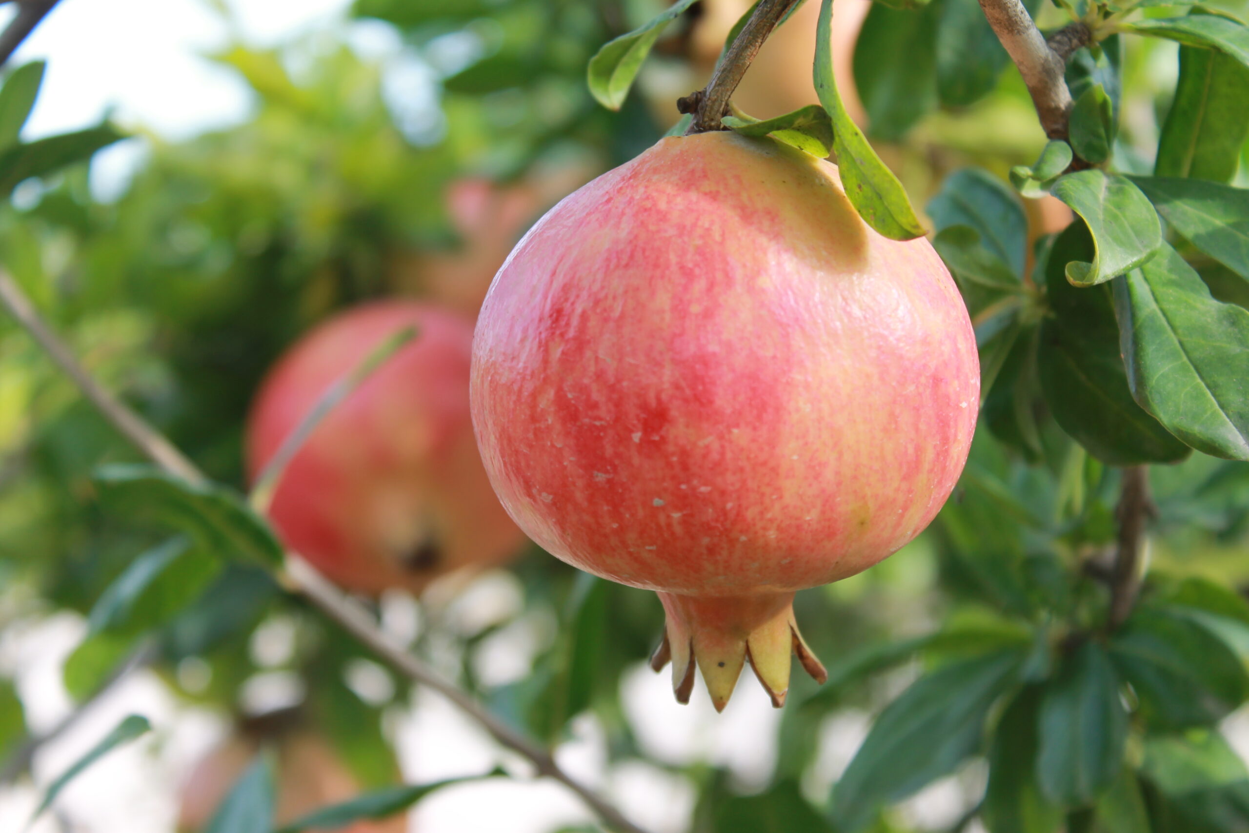 La Granada Mollar de Elche estrena «Lo Mollar» para vincular el consumo de temporada con el futuro del campo