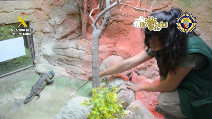 El caimán localizado en el Vinalopó de Sax llega al Río Safari de Elche tras meses de búsqueda