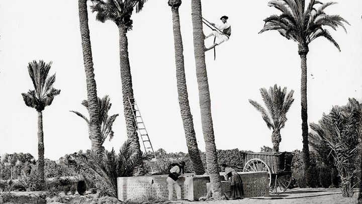 Elche documentará el oficio de palmerero para lograr su protección como patrimonio inmaterial